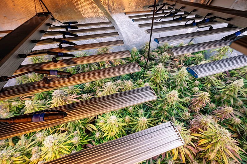 A professional indoor marijuana plantation showcasing lush cannabis plants under state-of-the-art LED lighting, reflecting modern agricultural technologies