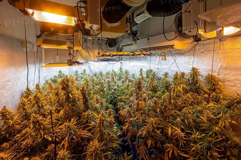 Dense marijuana plants under artificial high-intensity lights in an indoor growing operation, showcasing advanced agricultural practices for controlled cultivation