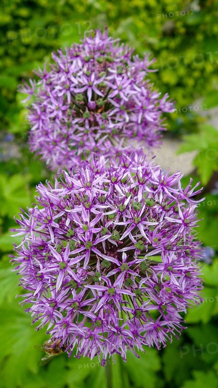 A detailed image showcasing the vibrant purple blooms of Allium Hollandicum, set against a natural green backdrop, highlighting the intricate star-shaped flowers