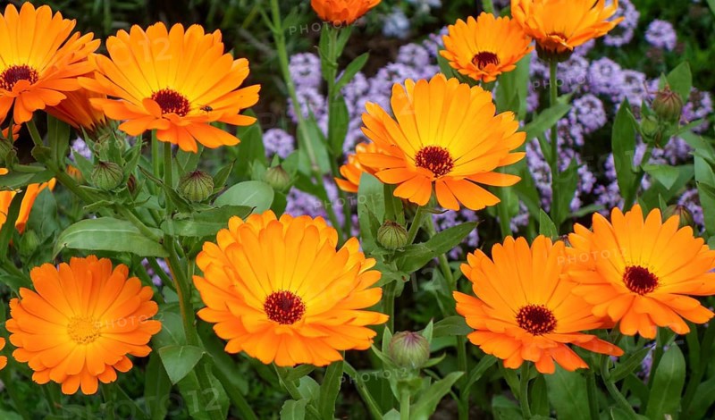 A bright and colorful display of Calendula officinalis, commonly known as Pot Marigold, showcasing vivid orange petals and contrasting deep red centers in a lush garden setting