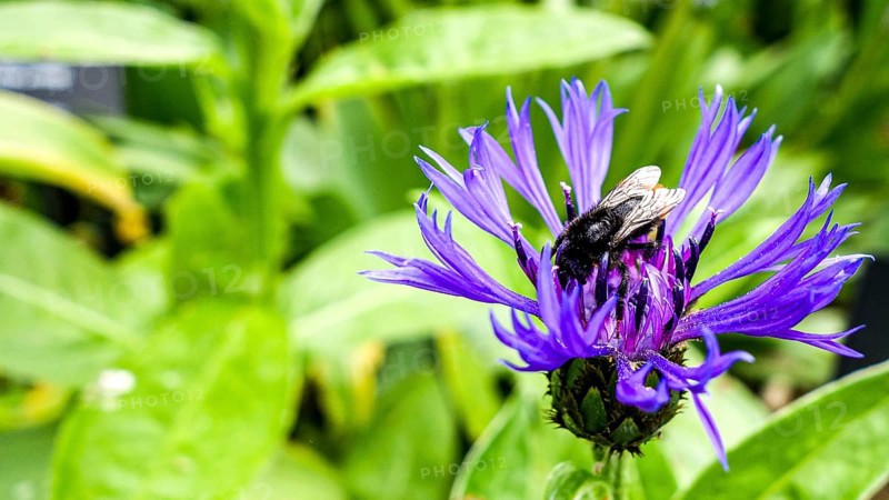 A bee gathers pollen on a sunny day from a striking purple Centaurea cyanus, commonly known as Cornflower