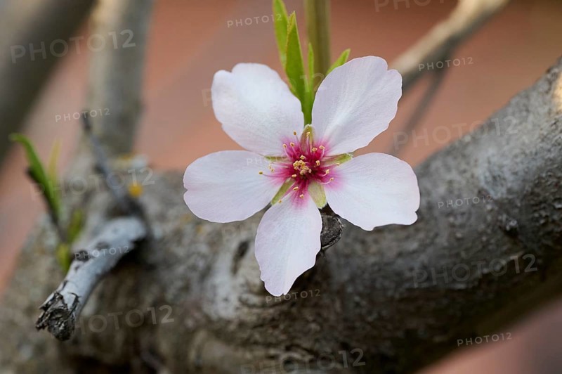 This image captures a delicate almond blossom in full bloom against a blurred background, highlighting the beauty of nature in the afternoon