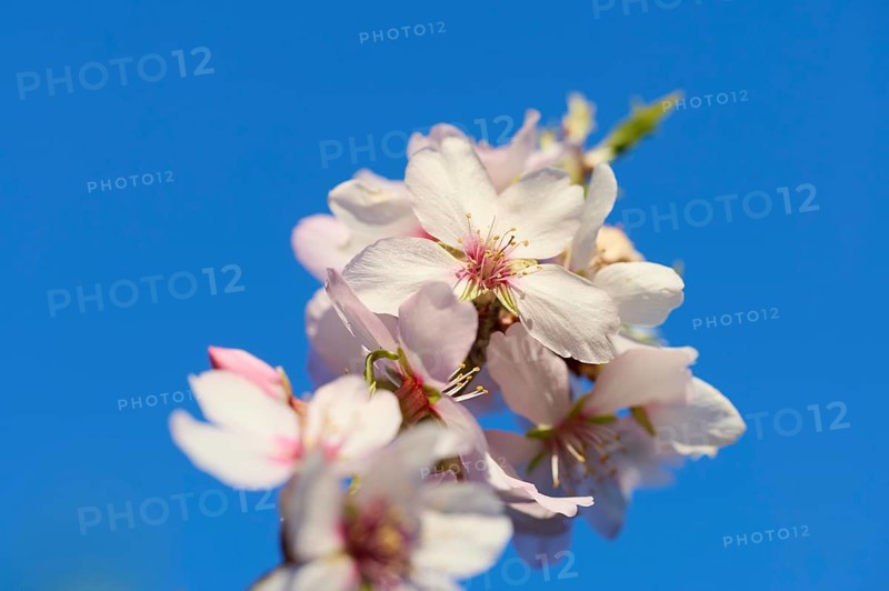 A stunning close-up image of almond blossom flowers, set against a vivid blue sky on a sunny afternoon. The delicate white petals and emerging green leaves highlight the beauty of spring