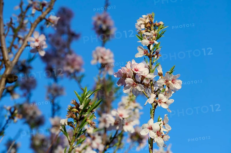 Close-up image of delicate almond blossoms against a clear blue sky, captured in the warm light of an afternoon sun