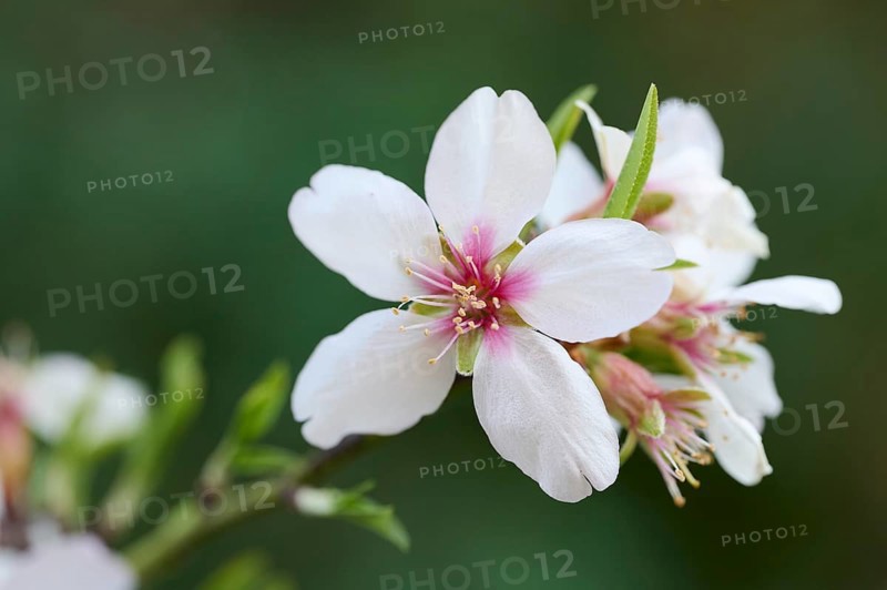 Delicate, white almond blossom captured in sharp focus against a soft green background