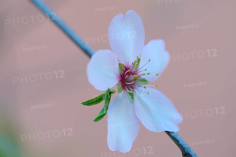 A delicate almond blossom blooms in the afternoon light, featuring soft white petals and vibrant stamens against a muted backdrop