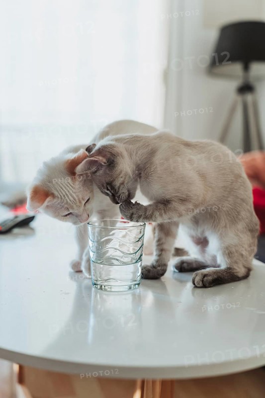 Two adorable kittens curiously explore a glass of water on a white table, creating a playful and heartwarming scene in a cozy home setting with soft lighting