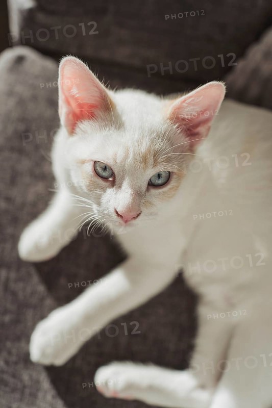 A serene image of a white cat lounging on a cozy sofa, bathed in warm sunlight. The cat's blue eyes and soft fur create a peaceful, homey atmosphere