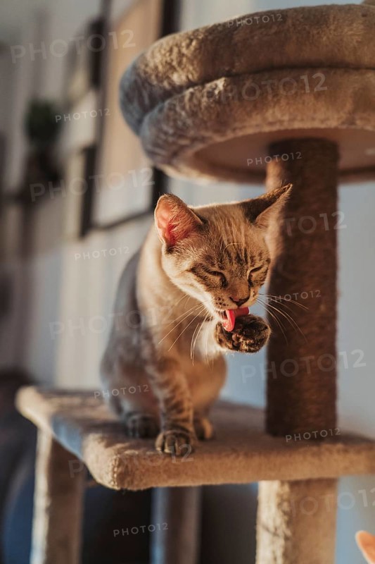 A cat sits on a multilevel cat tree, cleaning its paw in soft natural light. The cozy indoor setting highlights the cat's relaxed demeanor and natural beauty