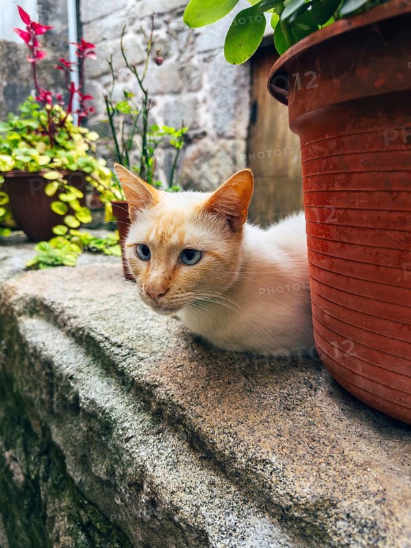 A serene white cat with blue eyes rests on a stone ledge, surrounded by vibrant potted plants and a rustic stone wall, showcasing a peaceful garden scene
