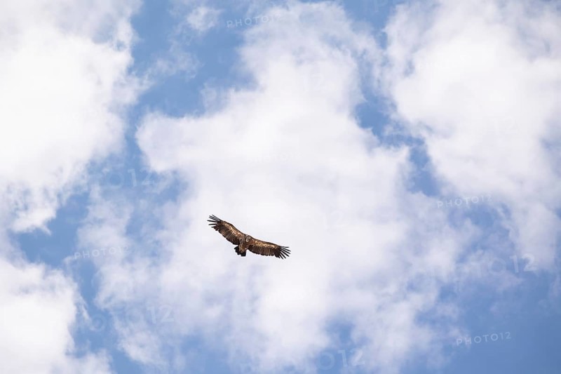 From below majestic Griffon vulture glides high above Toledo, Spain, its wings spread wide against a backdrop of fluffy clouds