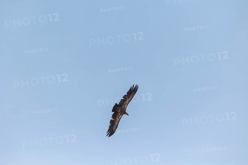 Griffon vultures and black vultures glide gracefully in the skies of Toledo, Castilla-La Mancha, Spain