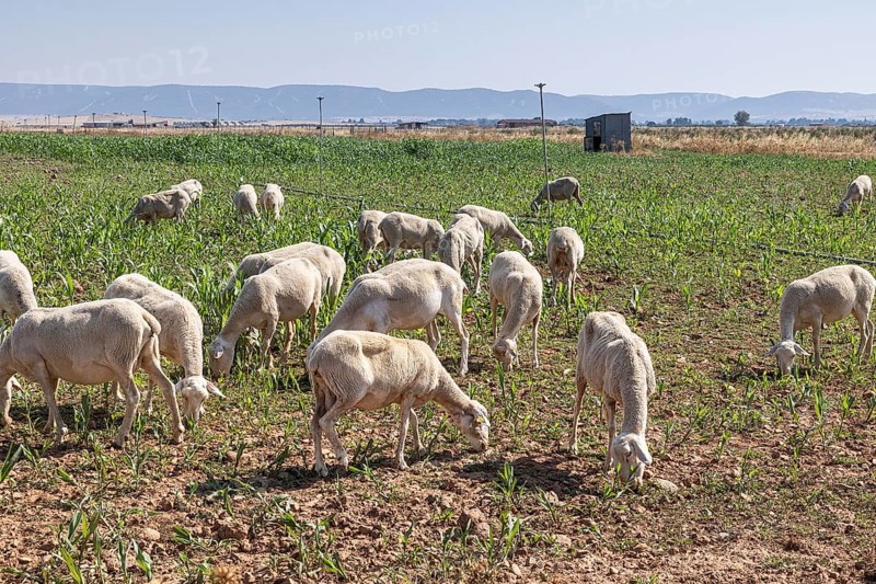 Flock of sheep peacefully grazing on a vibrant farm in Castilla-La Mancha, under the bright summer sun with a clear blue sky and distant mountains