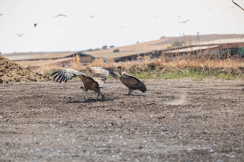 Griffon vultures and black vultures gather after feeding on carcasses in a rugged landscape of Toledo, Castilla-La Mancha, Spain