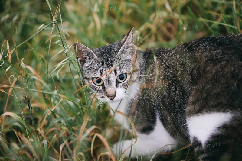 A curious tabby cat with striking blue eyes peeks through tall green grass, intently focused on something unseen. The cat's fur blends with its natural surroundings, creating a serene and mysterious atmosphere
