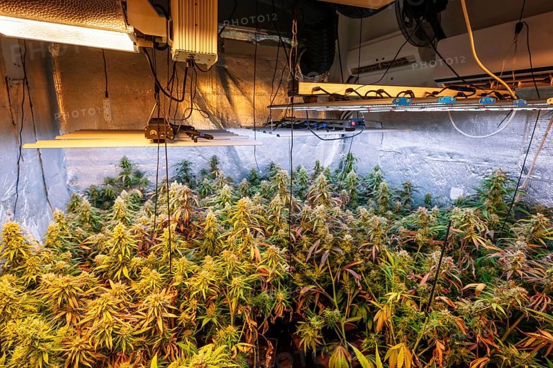 A detailed view of an indoor cannabis plantation, showcasing mature marijuana plants under high-powered artificial lighting, essential for optimized growth and budding in a controlled environment