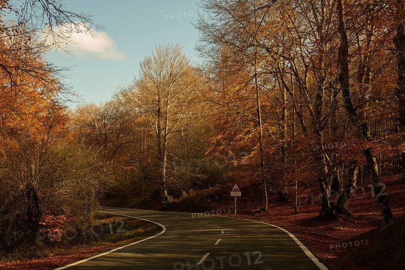 A serene autumn morning features a winding road through a forest with trees showcasing vibrant fall colors The sun gently illuminates the scene, adding warmth