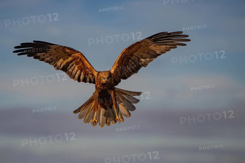 A striking image showcasing a majestic eagle in mid-flight with its wings fully spread against a serene blue sky backdrop, capturing the essence of freedom and power in nature