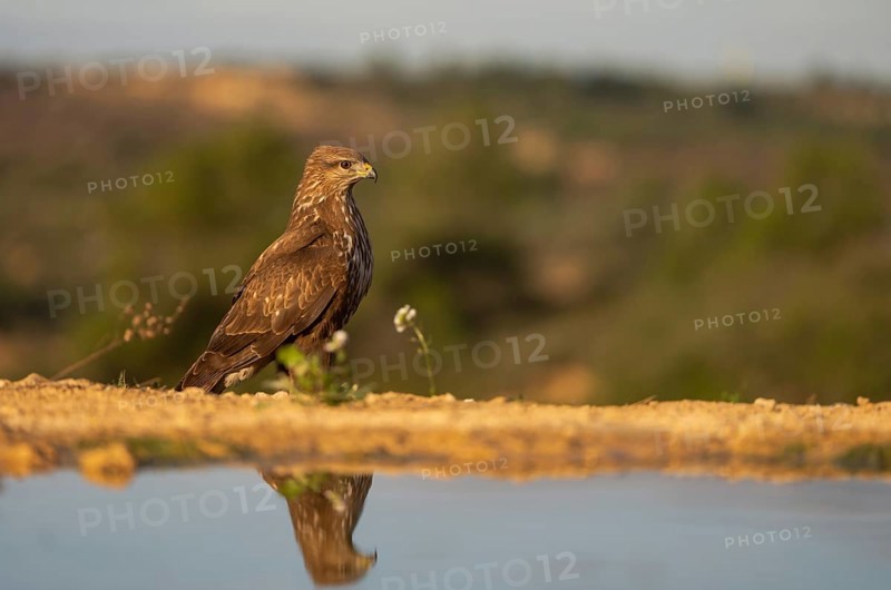 A brown eagle poised gracefully near a calm water body, with its reflection clearly visible. The background features a soft, blurred landscape bathed in the warm glow of a setting sun