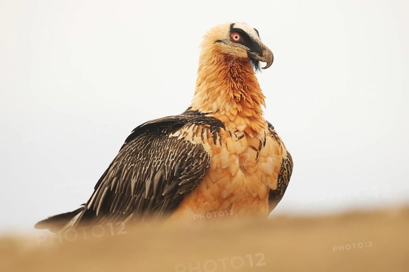 A striking bearded vulture in the Pyrenees, showcasing its unique plumage and regal posture. This bird thrives in rugged mountain habitats, a symbol of wilderness