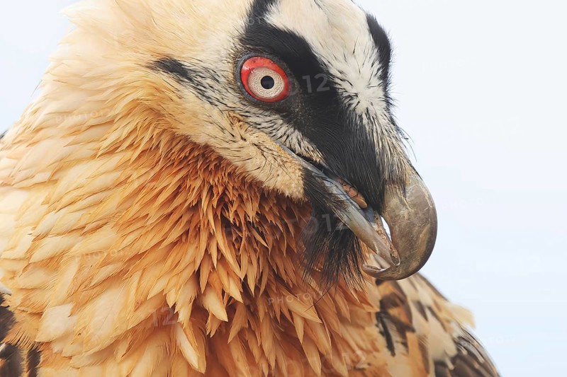 A striking close-up of a bearded vulture displaying its vibrant plumage in the Pyrenees. The bird's intense gaze and detailed features are captured beautifully