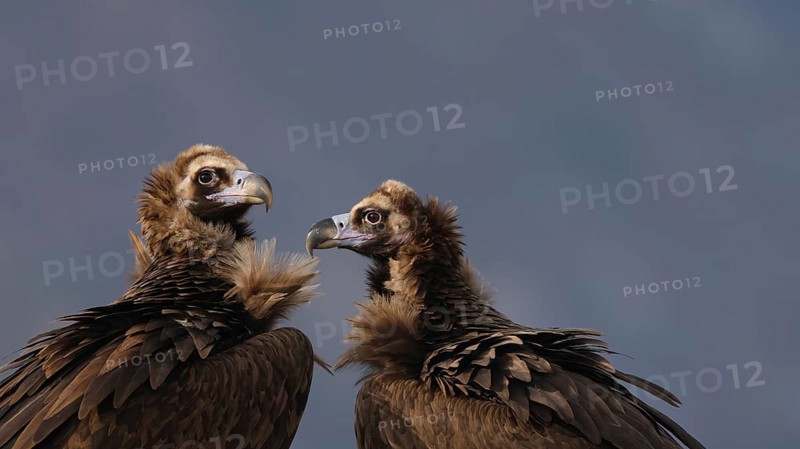 A close-up image capturing two cinereous vultures engaged in a social interaction, set against a soft-focus background