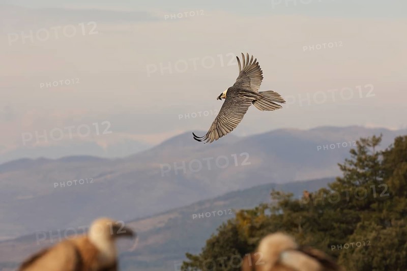 A majestic bearded vulture soars over the picturesque Pyrenees mountains. The landscape showcases the bird's impressive wingspan against a serene sky, capturing nature's beauty