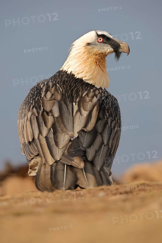 A majestic subadult bearded vulture with striking plumage stands proudly amid the rugged beauty of the Pyrenees, showcasing its powerful presence and distinctive features