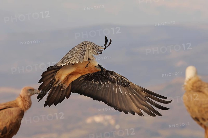 A magnificent bearded vulture with distinctive plumage glides gracefully over the Pyrenees landscape, surrounded by other birds, showcasing the natural beauty of this majestic region