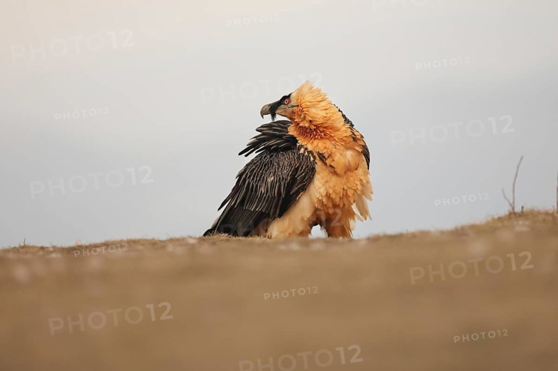 A bearded vulture with striking plumage stands proudly in the Pyrenees, showcasing its majestic presence against a serene backdrop that highlights its distinct features