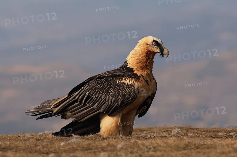 A bearded vulture, known for its striking appearance, stands majestically in the Pyrenees. This bird is captured in detailed adult plumage against a blurred natural backdrop
