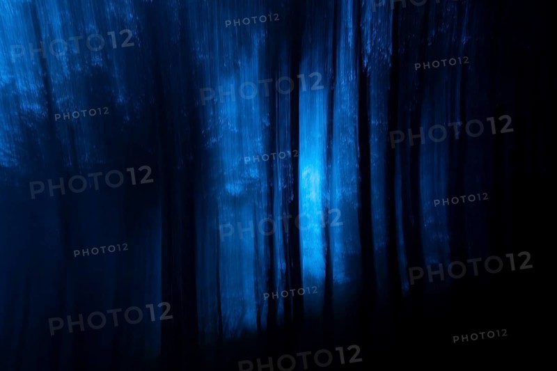 Enchanting blue tinged forest image featuring tall trees and ethereal light creating a mystical atmosphere with blurred lines and mysterious ambiance during a walk