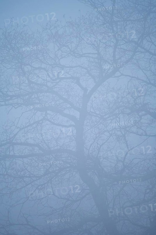 A blurred view of a tree with bare branches partially hidden in dense fog of the forest. The soft silhouettes create a serene and mysterious atmosphere, emphasizing the essence of nature