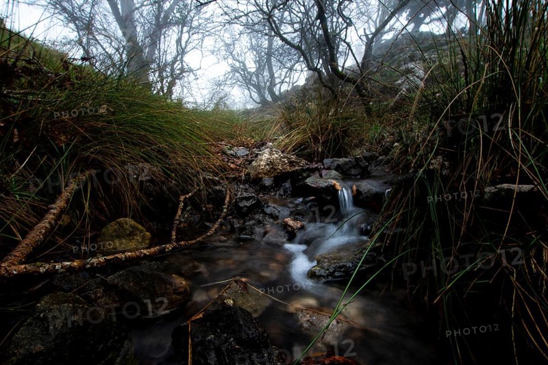 A serene forest stream flows over rocks amidst lush greenery under a misty sky. Bare trees loom in the background, creating a tranquil, atmospheric scene