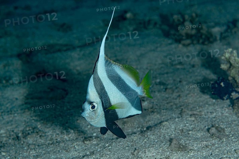 A solitary Schooling Bannerfish (Heniochus diphreutes) showcased against a textured sandy bottom, showcasing its striking vertical stripes and flowing dorsal fin