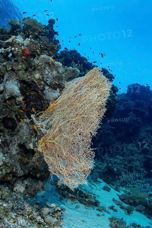 A vivid underwater scene showing the Sea Goldie (Pseudanthias squamipinnis) among schools of fish around a sprawling sea fan coral in crystal clear azure waters, exhibiting a rich marine biodiversity