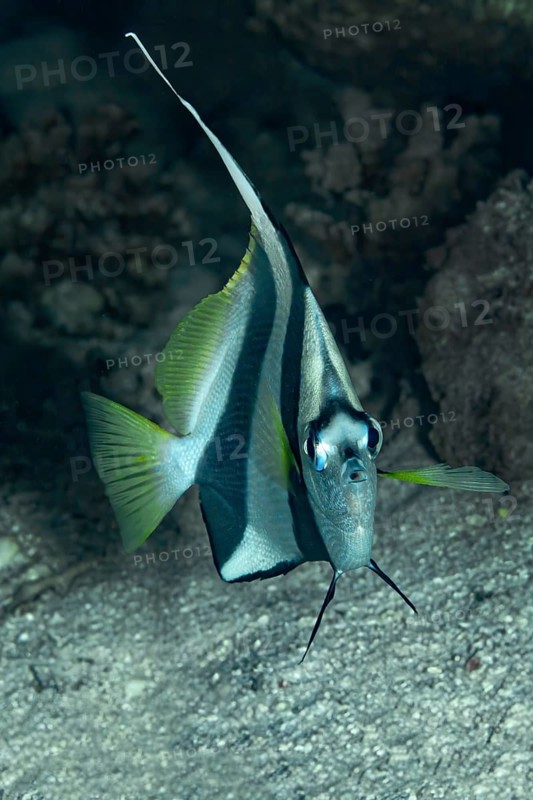 A vibrant Schooling Bannerfish (Heniochus diphreutes), characterized by its long dorsal fin and striped body, glides through dark oceanic waters near rocky coral