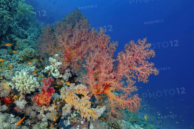 A colorful coral reef teeming with life, featuring diverse corals and multiple fish species including the Schooling, illuminated by natural light in clear blue waters