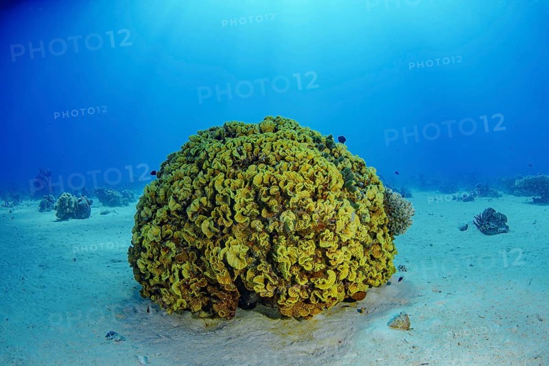 A stunning underwater shot capturing a large, vibrant coral formation basking under the luminous beams of sunlight piercing through clear blue waters, highlighting the diverse oceanic ecosystem