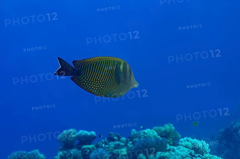 A vibrant Desjardin's Sailfin Tang (Zebrasoma desjardinii) glides through the clear blue waters, showcasing striking yellow and blue stripes and dotted patterns against a background of coral
