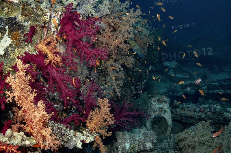 A lively undersea tableau featuring schooling Sea Goldie elegantly gliding through a cluster of vividly colored corals. The bright marine palette, highlighted by pink and yellow hues in the corals, creates a stunning background