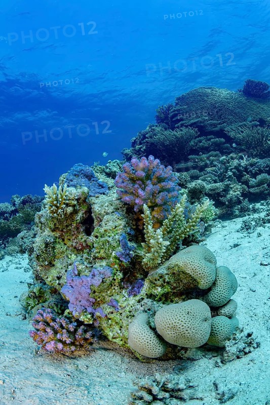 A vibrant underwater landscape showcasing a variety of corals set against a deep blue ocean background, illustrating the rich biodiversity of marine ecosystems