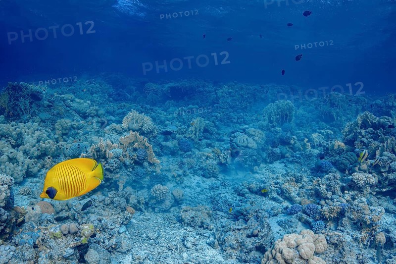 A masked butterflyfish (Chaetodon semilarvatus) elegantly swims among a diverse coral reef, showcasing vivid colors and intricate marine life