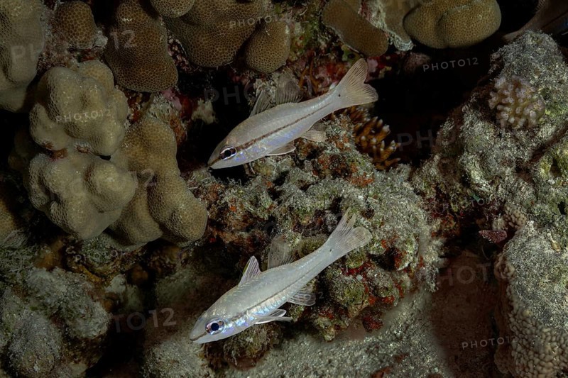 A pair of Yellowstriped Cardinalfish (Ostorhinchus chrysopomus): in their natural coral reef habitat, displaying translucent bodies with sleek stripes