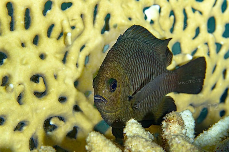 A Threespot Dascyllus (Dascyllus trimaculatus) captured swimming near vibrant sponge coral in a tropical reef