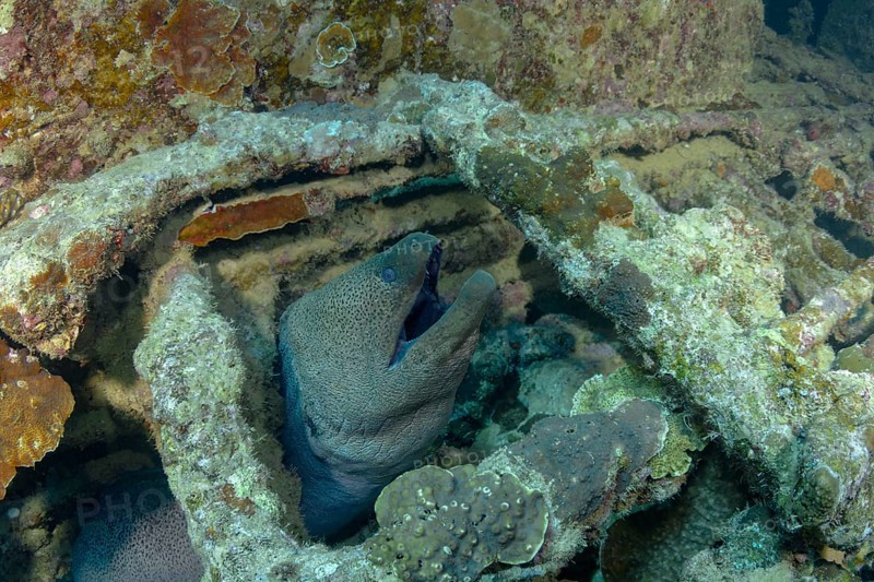 A giant moray eel, Gymnothorax javanicus, emerges from its hideout among vibrant coral reefs, showcasing its textured skin and formidable appearance