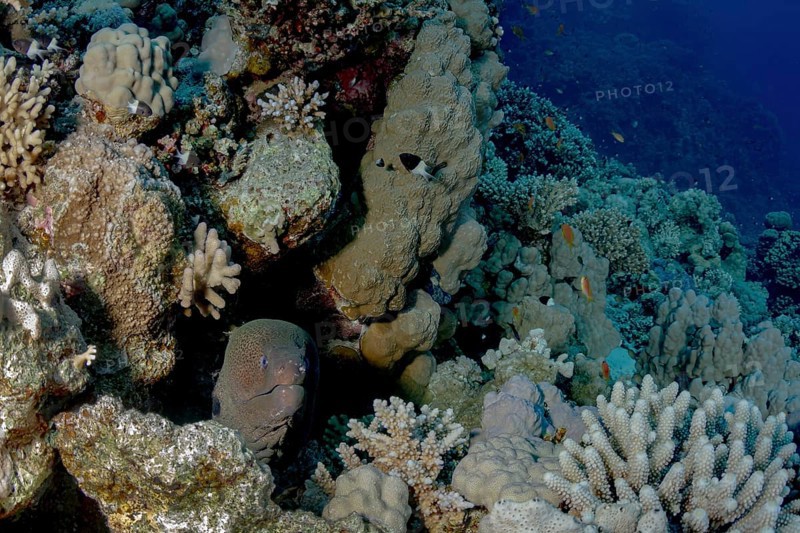 A giant moray (Gymnothorax javanicus) peeks out from its hiding spot among a diverse and colorful coral reef, surrounded by fish and coral formations