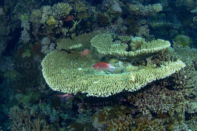 A Sea Goldie (Pseudanthias squamipinnis) gracefully swims in its natural habitat among branching coral reefs, surrounded by diverse marine life