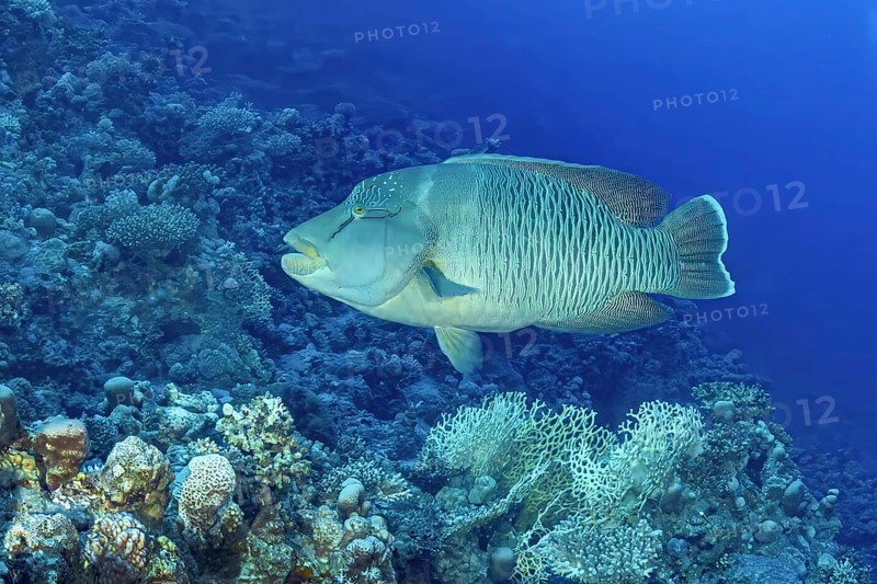A stunning Humphead Wrasse (Cheilinus undulatus) glides serenely among vibrant coral reefs, showcasing its distinctive thick lips and intricate patterns