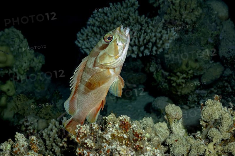 Blacktip Grouper (Epinephelus fasciatus) showcasing its striking striped fins, swimming gracefully among intricate coral reefs in a serene underwater scene